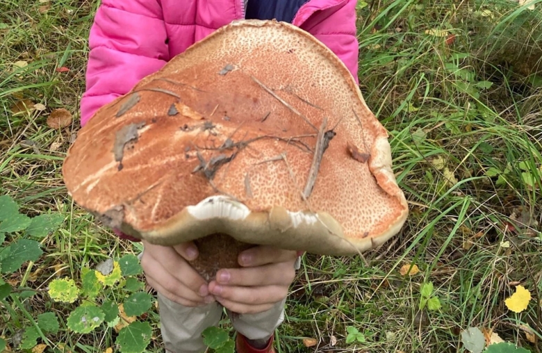 Огромные подосиновики фото