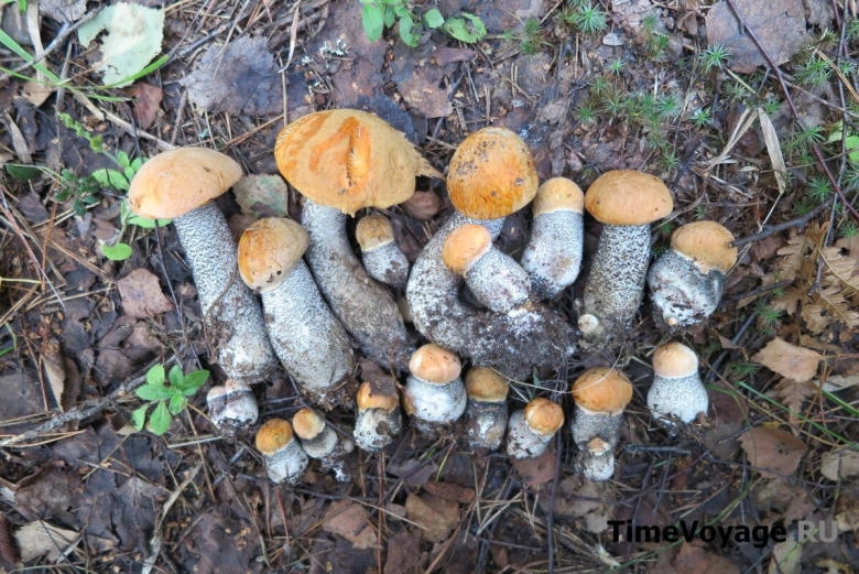 Подосиновик желто бурый