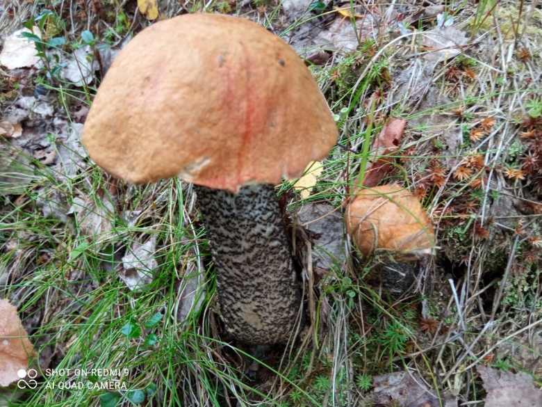 Подосиновик красноголовик