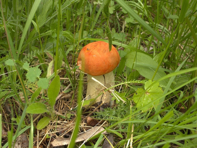 Гриб подосиновик