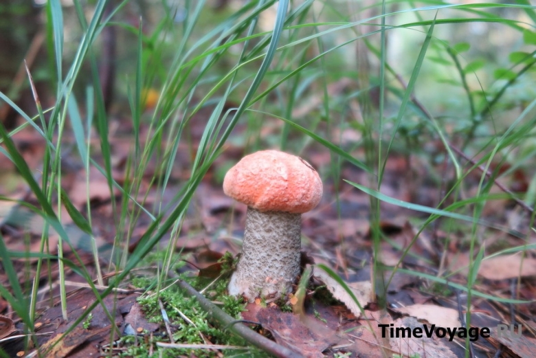 Гриб подосиновик