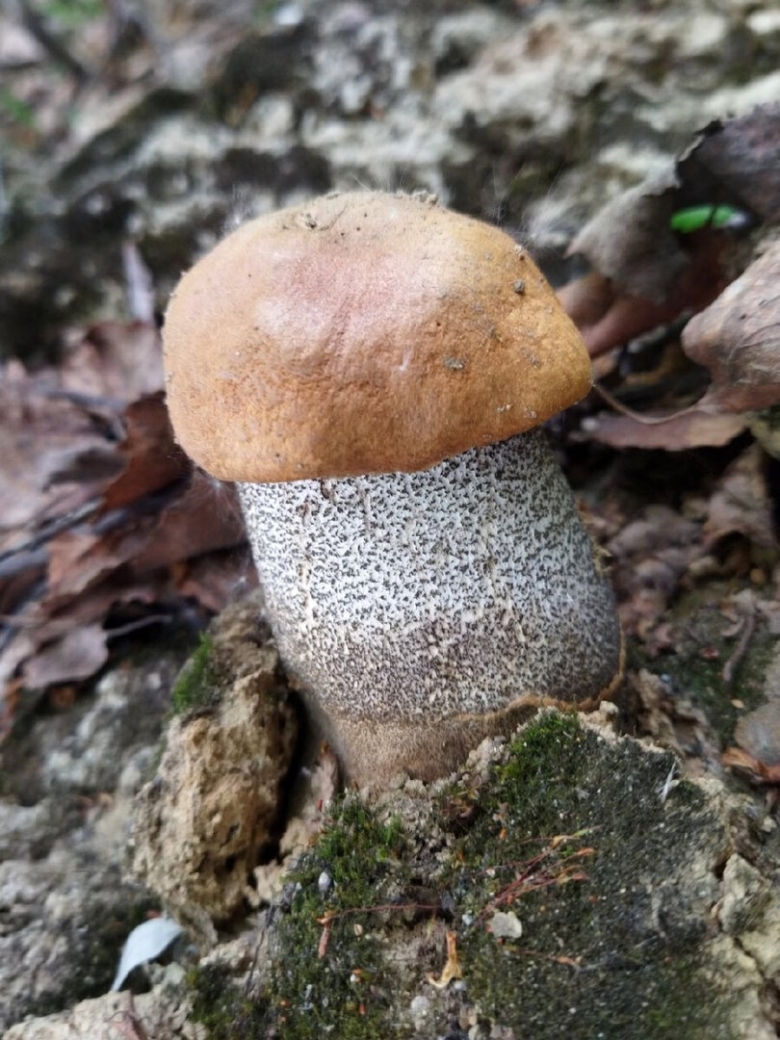 Подосиновик и подберезовик