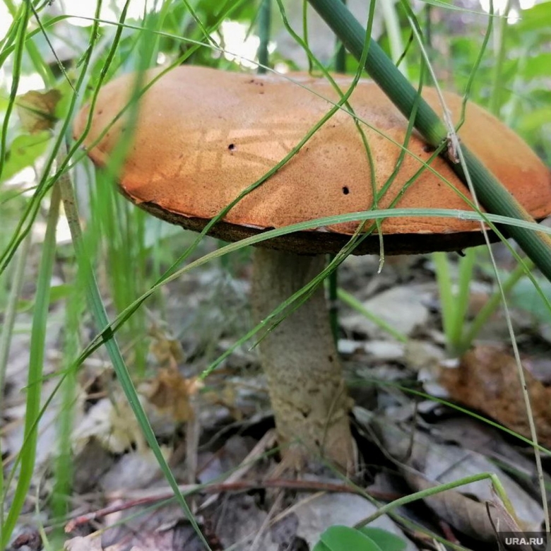 Радиоактивный гриб