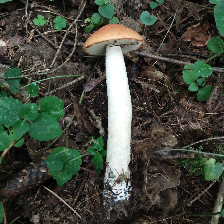 Leccinum albostipitatum