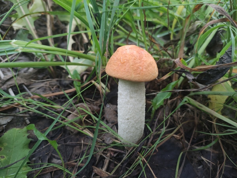 Подосиновики видеть во сне