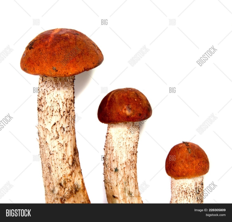 Ножка гриба текстура