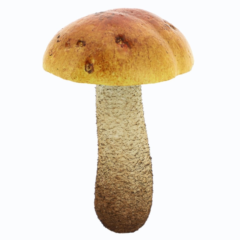 Подосиновик на белом фоне