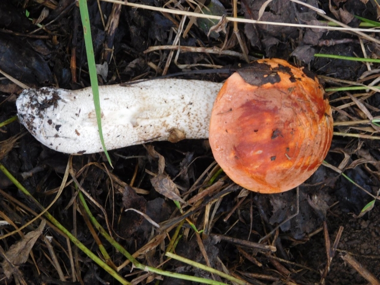 Подосиновик красный