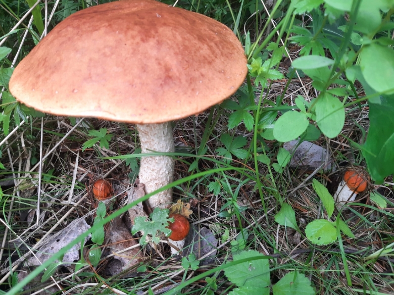 Грибы в Свердловской области