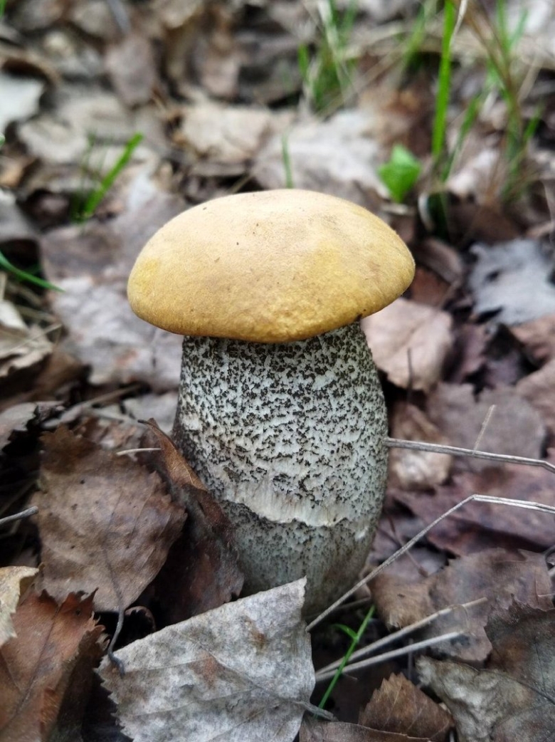 Подосиновик картинка