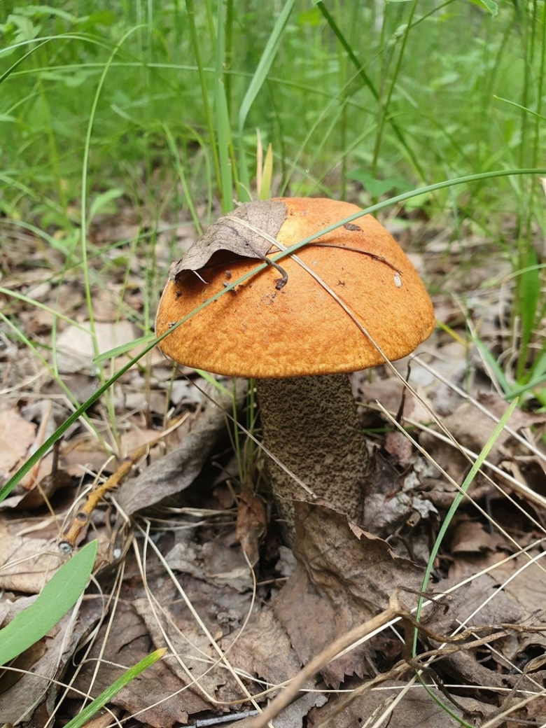 Огромный подосиновик