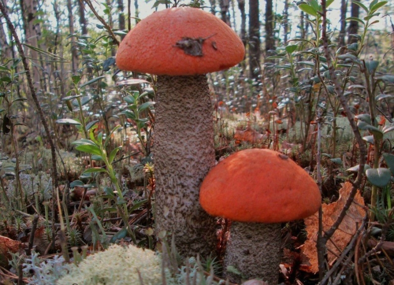 Лианна грибба