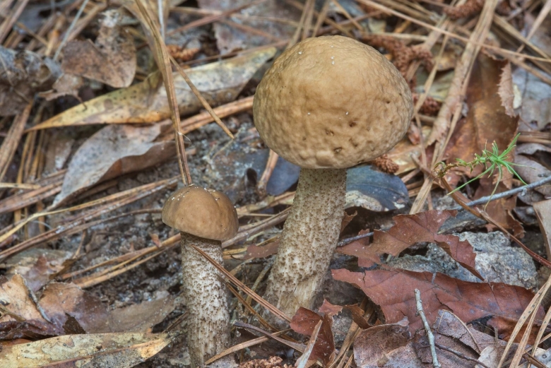 Подберезовик трубчатый гриб