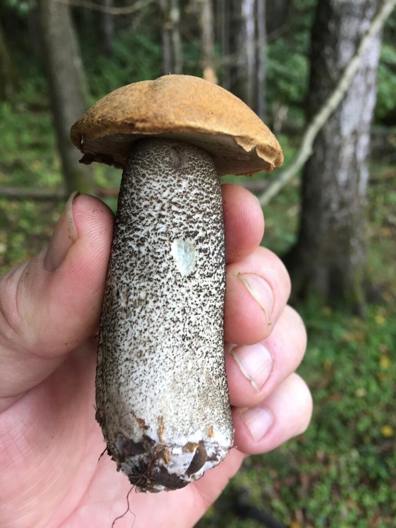 Подберезовик черноголовик