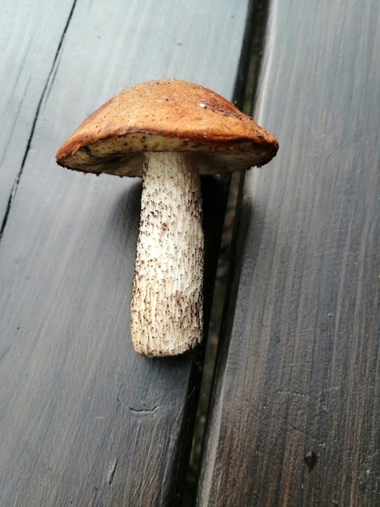 Боровик грибы Кемеровской области