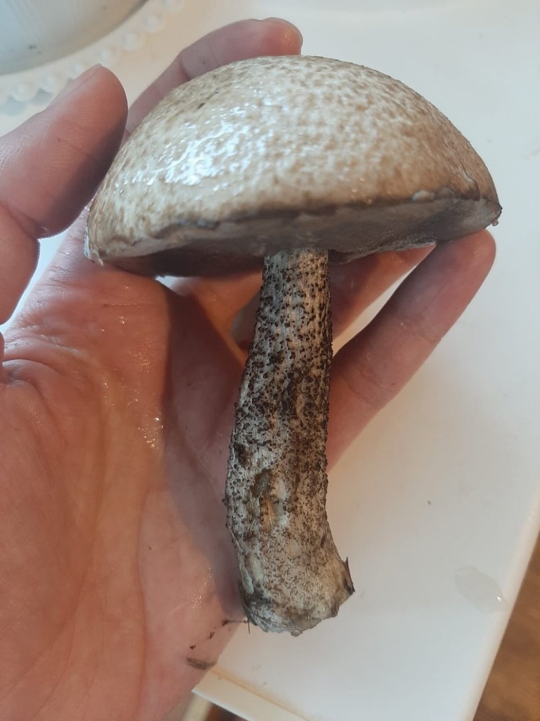 Гигантский подберезовик