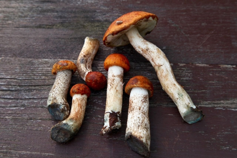 Гриб подосиновик