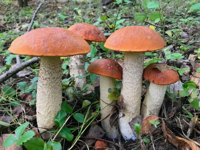 Хорошо ли греют газовые грибы