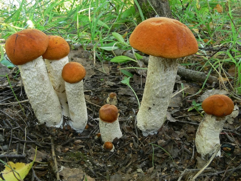 Leccinum albostipitatum