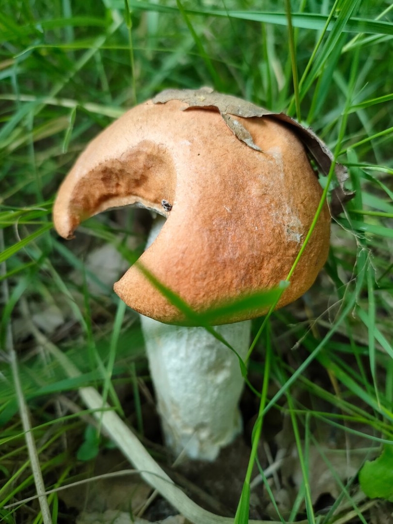 Гриб красноголовик ложный