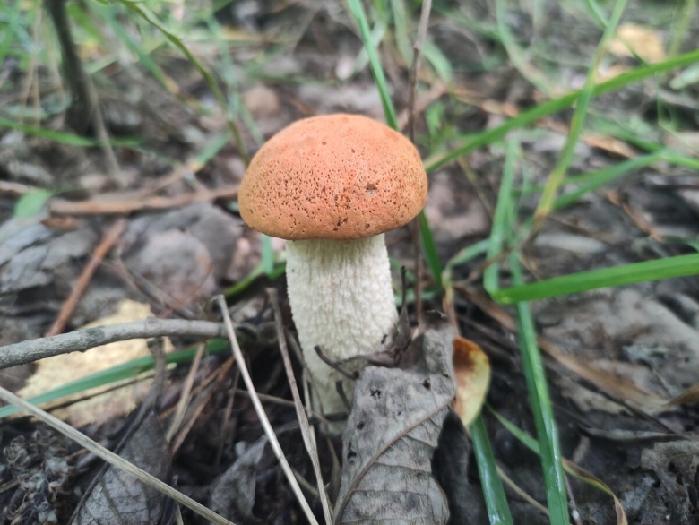 Подосиновик красный