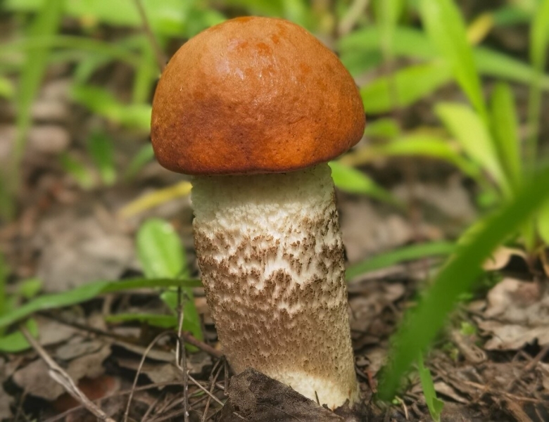 Подосиновик красный Болетовые