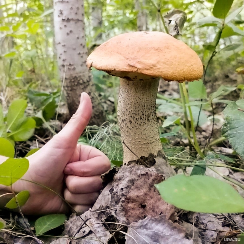 Подосиновик красноголовик