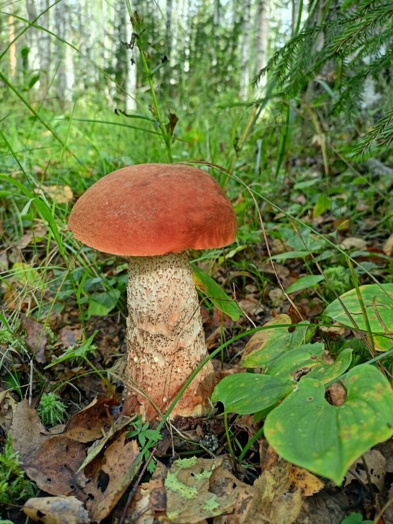 Грибы подосиновик