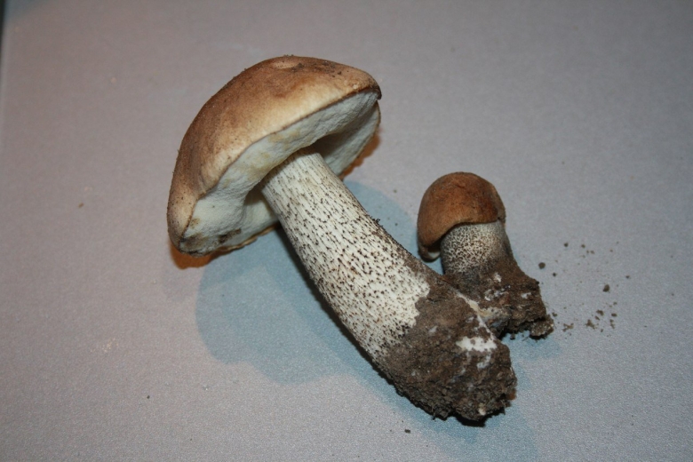 Грабовик гриб разрез