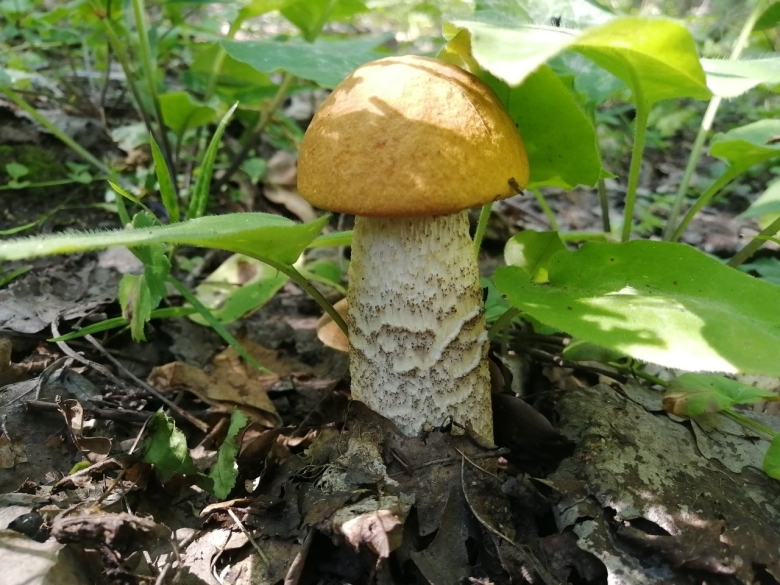 Leccinum albostipitatum