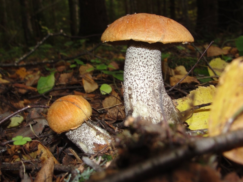 Красноголовики и подосиновики