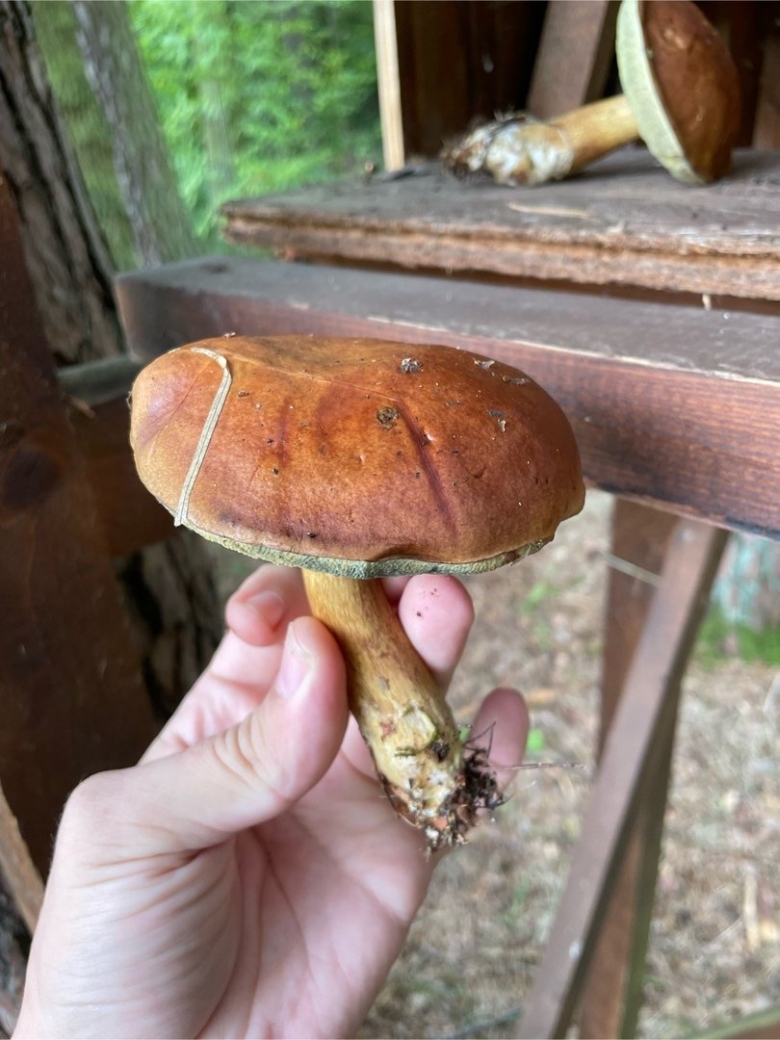 Грибницы и самого гриба