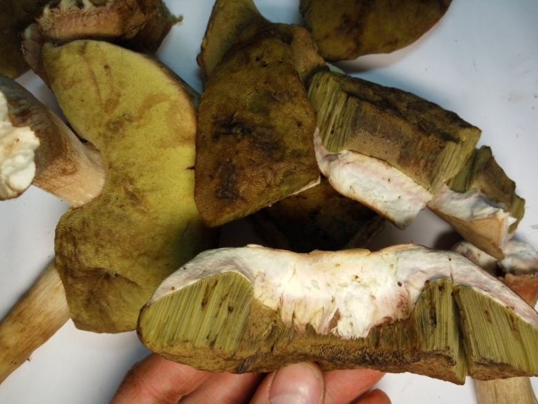 Гриб Боровик в разрезе