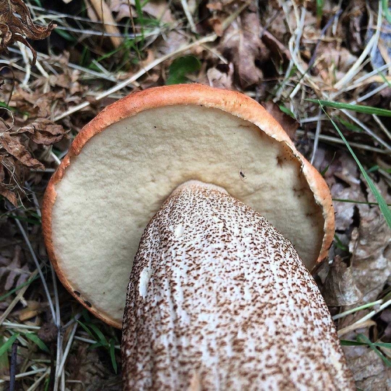 Гименофор подберезовика