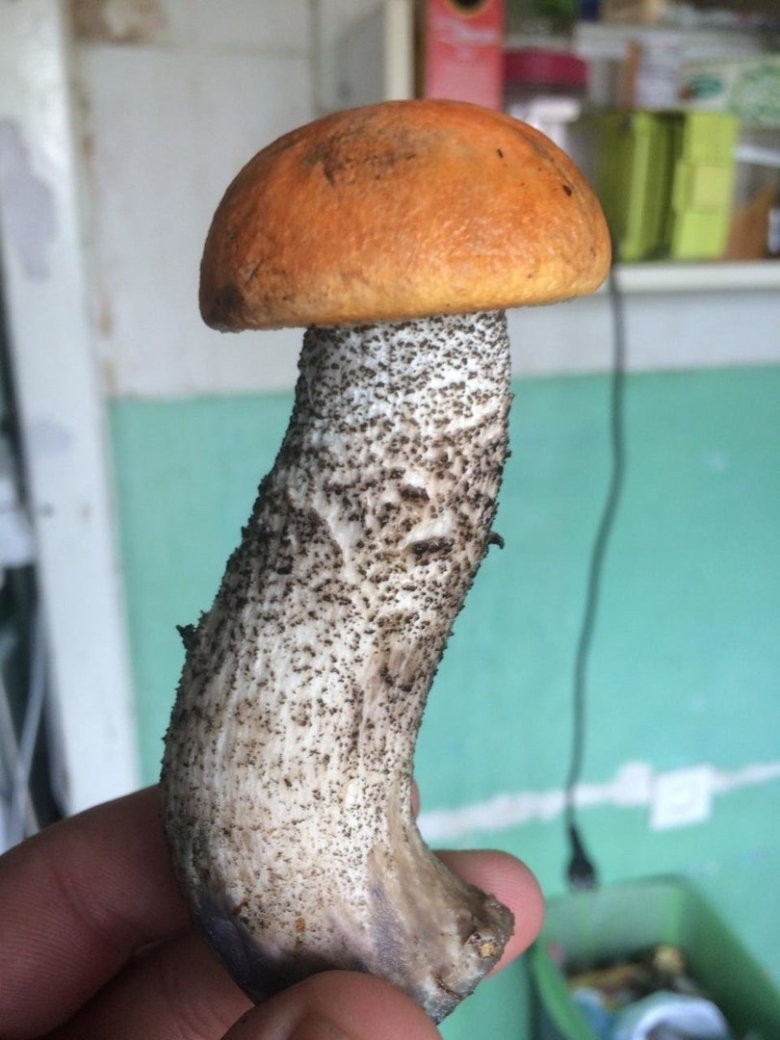 Ложный подосиновик гриб