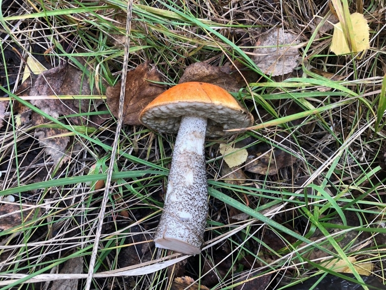 Черный подосиновик гриб