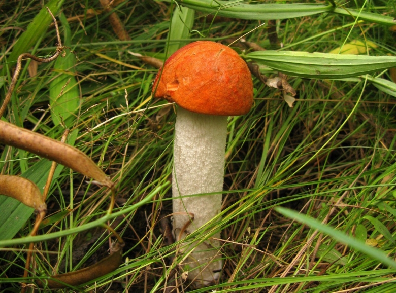 Подосиновик красноголовик