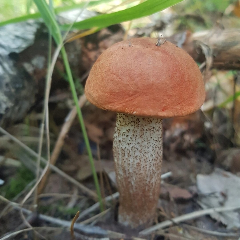 Красноголовики и подосиновики