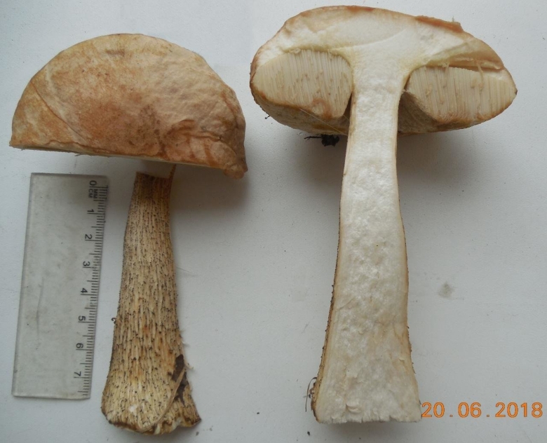 Белый гриб берёзовый Boletus betulicola
