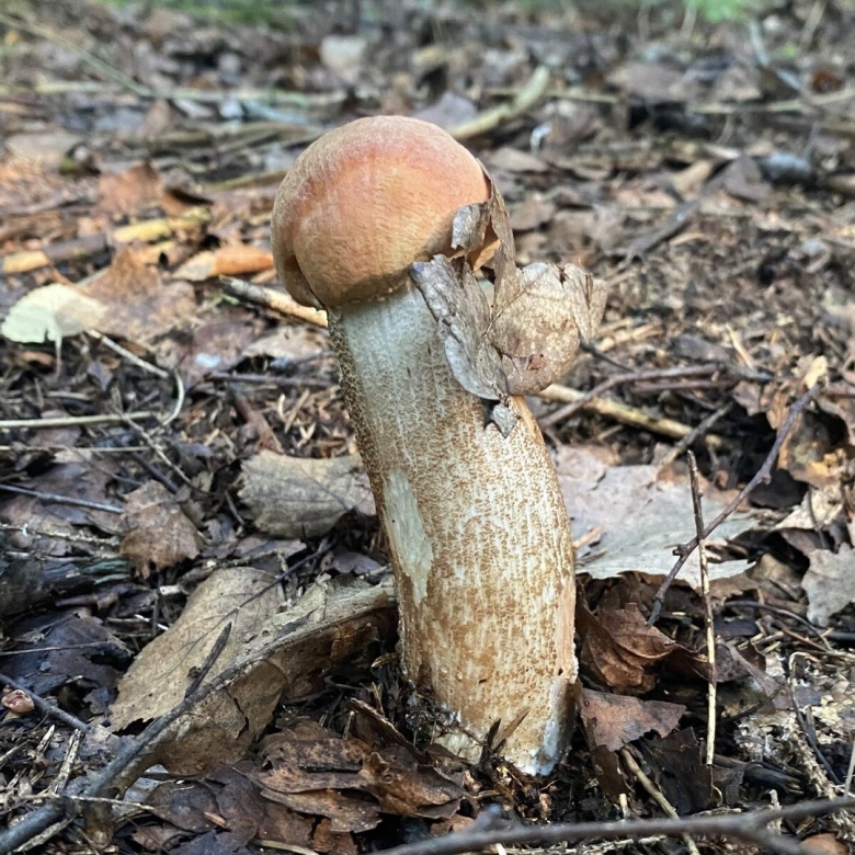 Разновидности подосиновиков с фото