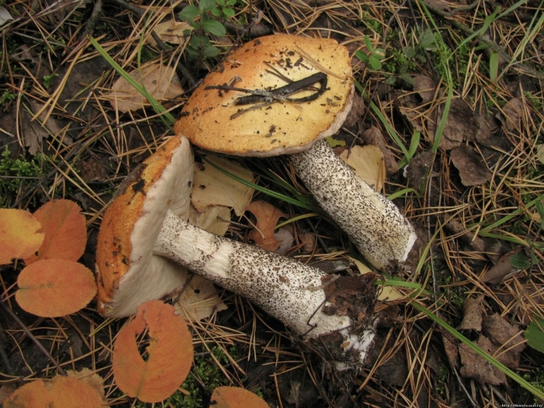 Подосиновик шляпка снизу