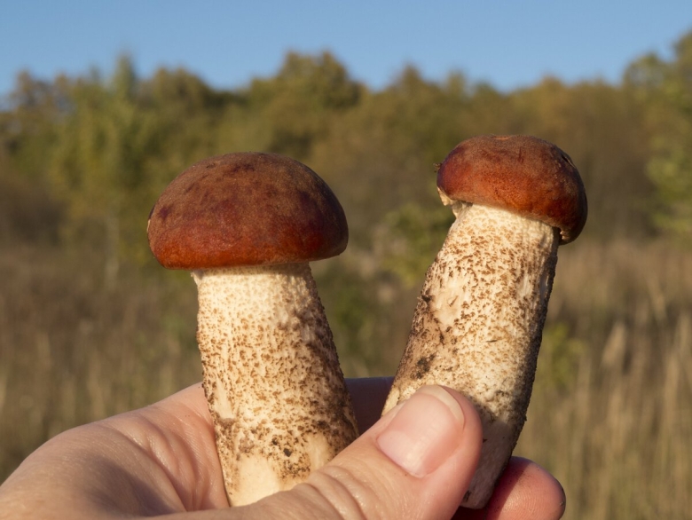 Самый большой подосиновик в мире