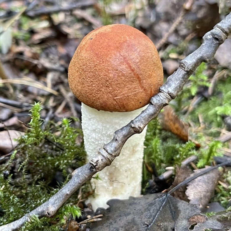 Гриб боровик подосиновик