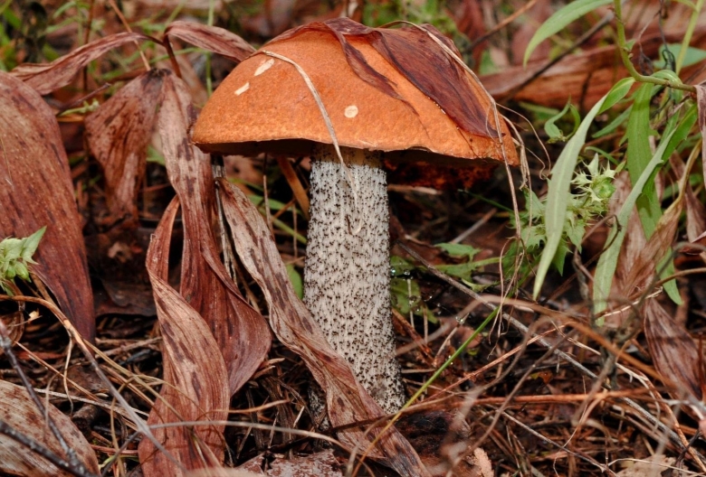 Обабок Дальневосточный