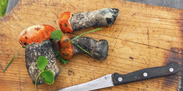 Подосиновик на срезе