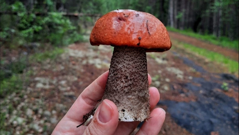 Самый большой подосиновик