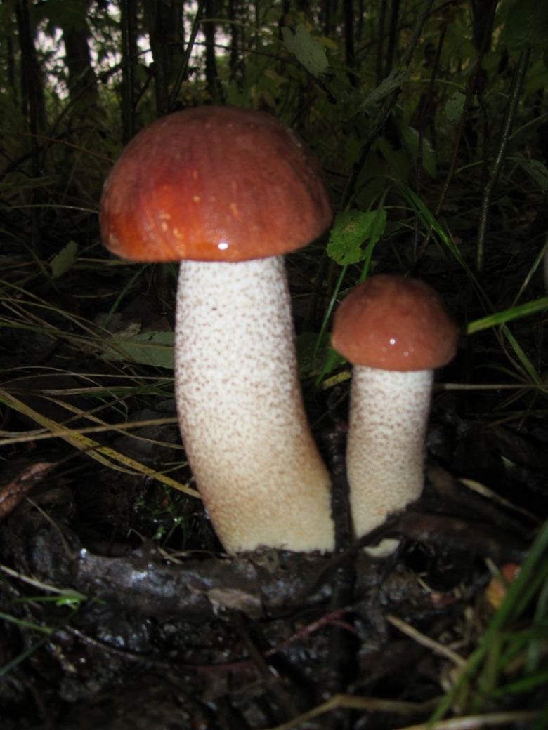 Красноголовики грибы фото