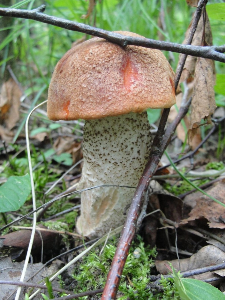 Подберезовик или подосиновик