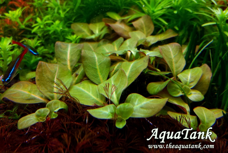 Людвигия Мехико аквариумное растение