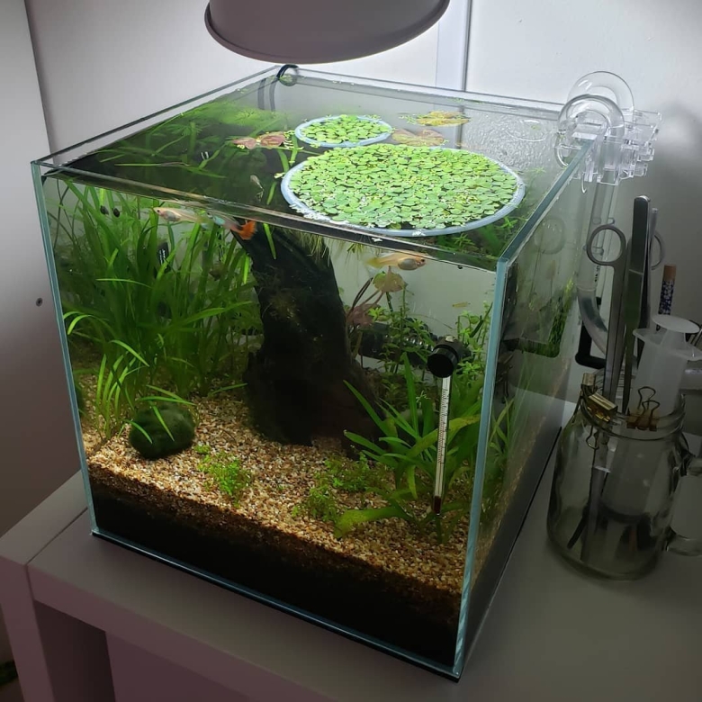 Сальвиния плавающая в аквариуме